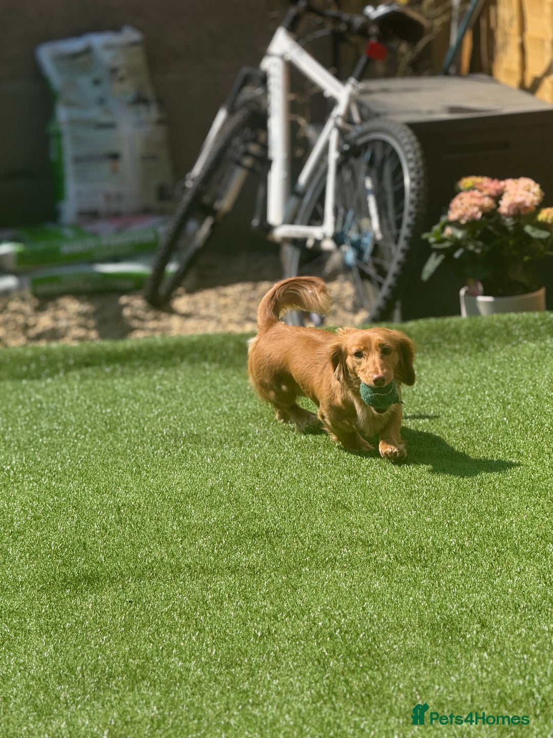 Miniature Dachshund dogs for sale: Long hair cream girl  - Advert 3