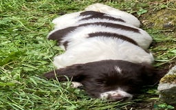 English Springer Spaniel dogs for sale: English Springer Spaniel Pups  - Image 4