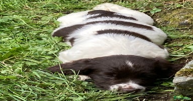 English Springer Spaniel dogs - Advert 7