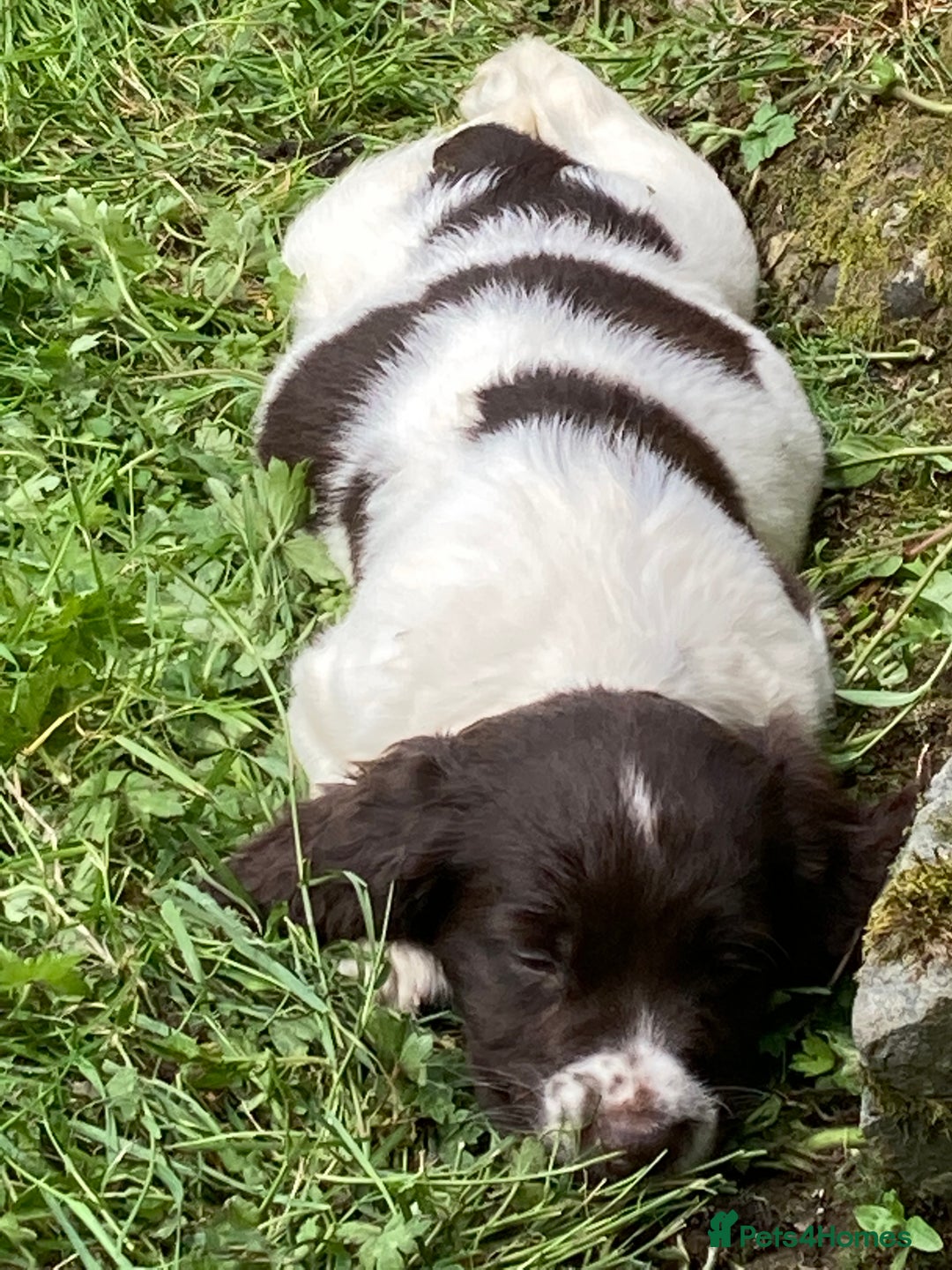 English Springer Spaniel dogs for sale: English Springer Spaniel Pups  - Image 4