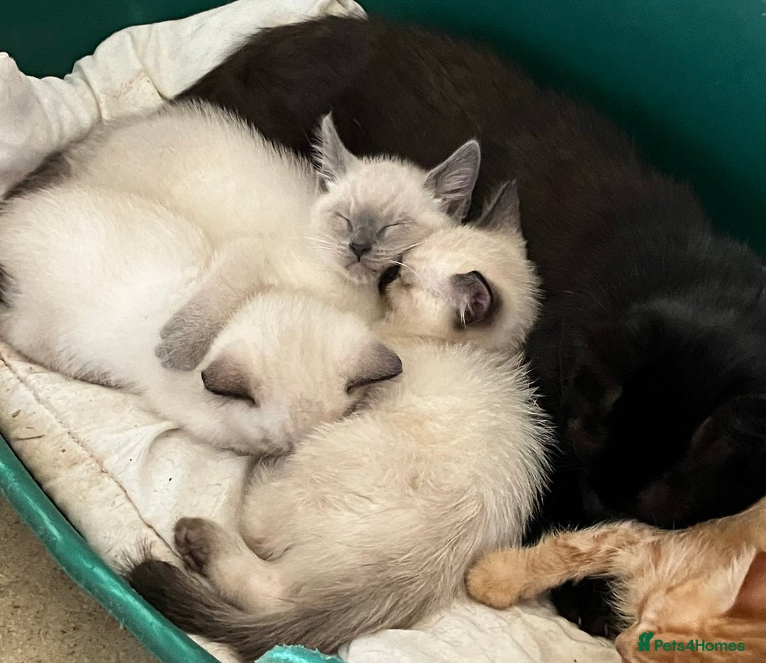 Ragdoll cats for sale: Beautiful Ragdoll cross kittens.  - Image 10