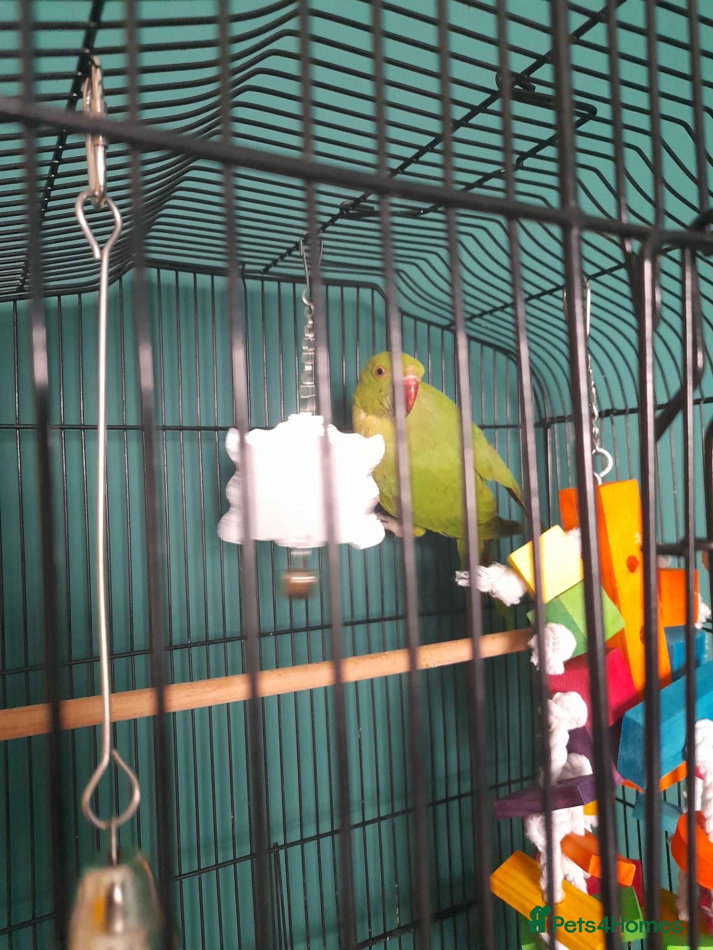 Parakeets birds Indian ringneck  - Advert 9