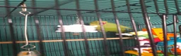 Parakeets birds for sale: Indian ringneck  in Hull - Advert 1