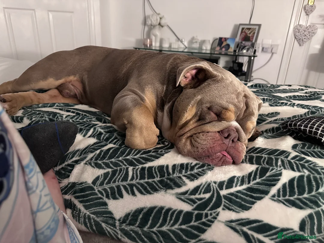 English Bulldog dogs for sale: English bulldog tri colour 3 year old  - Advert 7