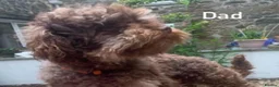 Poochon dogs for sale: Gorgeous Poochon boy  - Advert 5