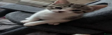 Stella
