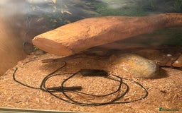 Corn Snake reptiles for sale: Adult Corn Snake Male  - Image 4