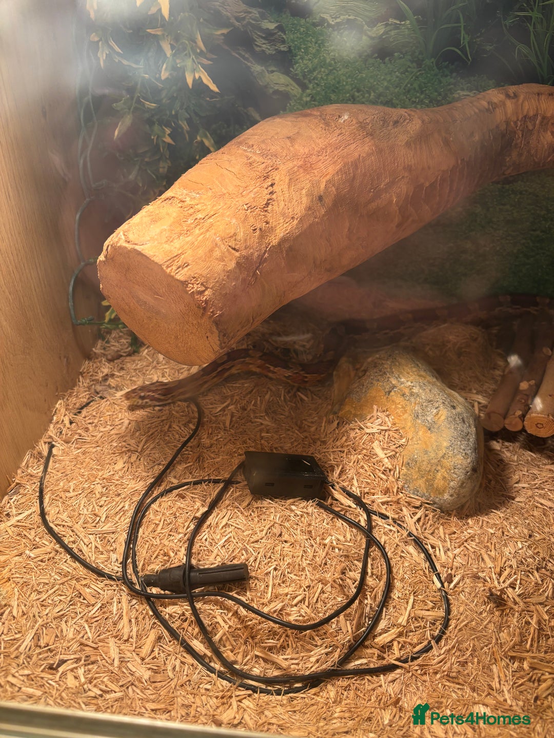Corn Snake reptiles for sale: Adult Corn Snake Male  - Image 4