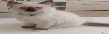 Ragdoll 2