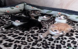 Bengal cats for sale: Beautifull kittens for sale - Image 6