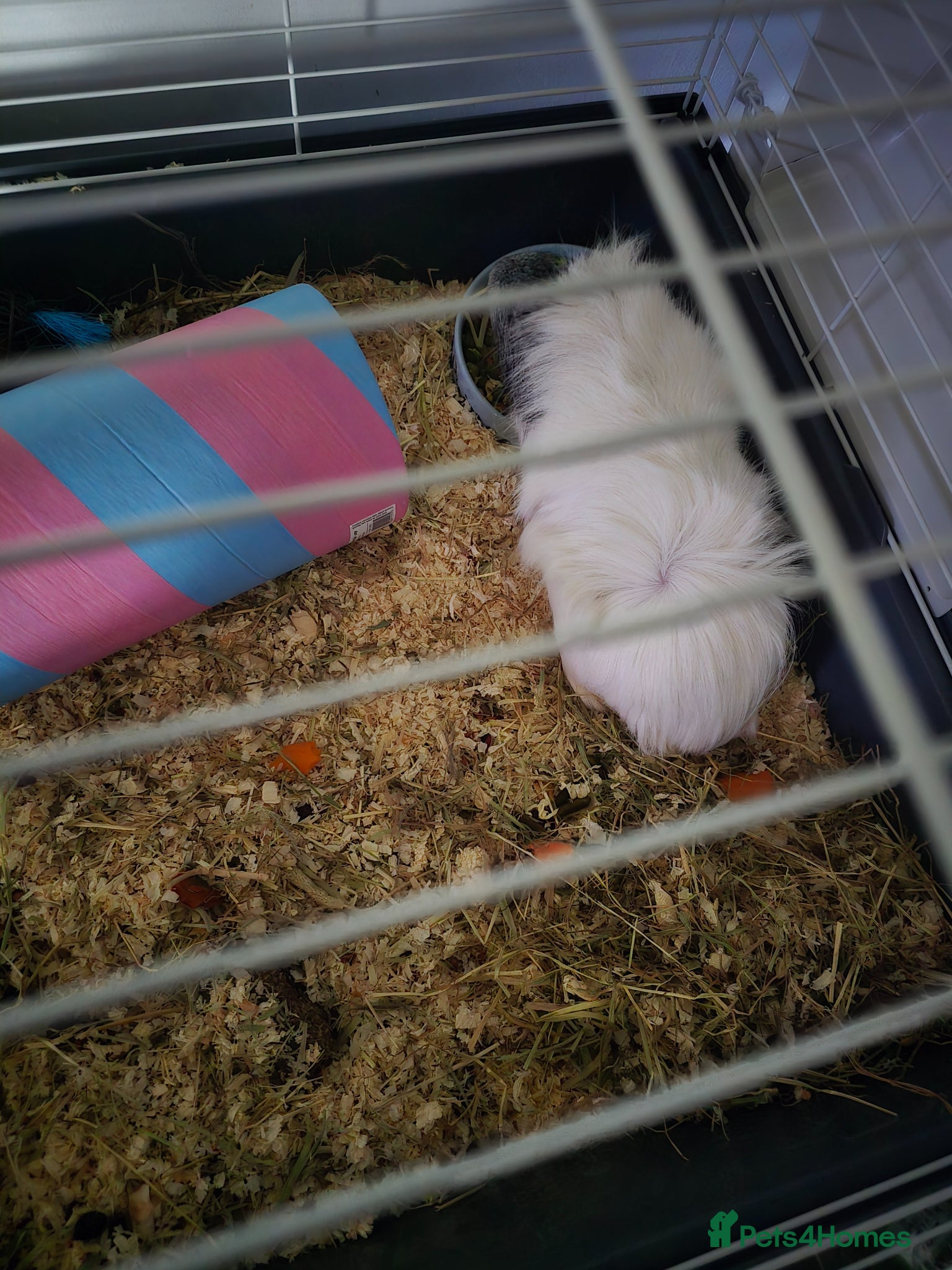 English rabbits Guinea-pig  - Advert 1