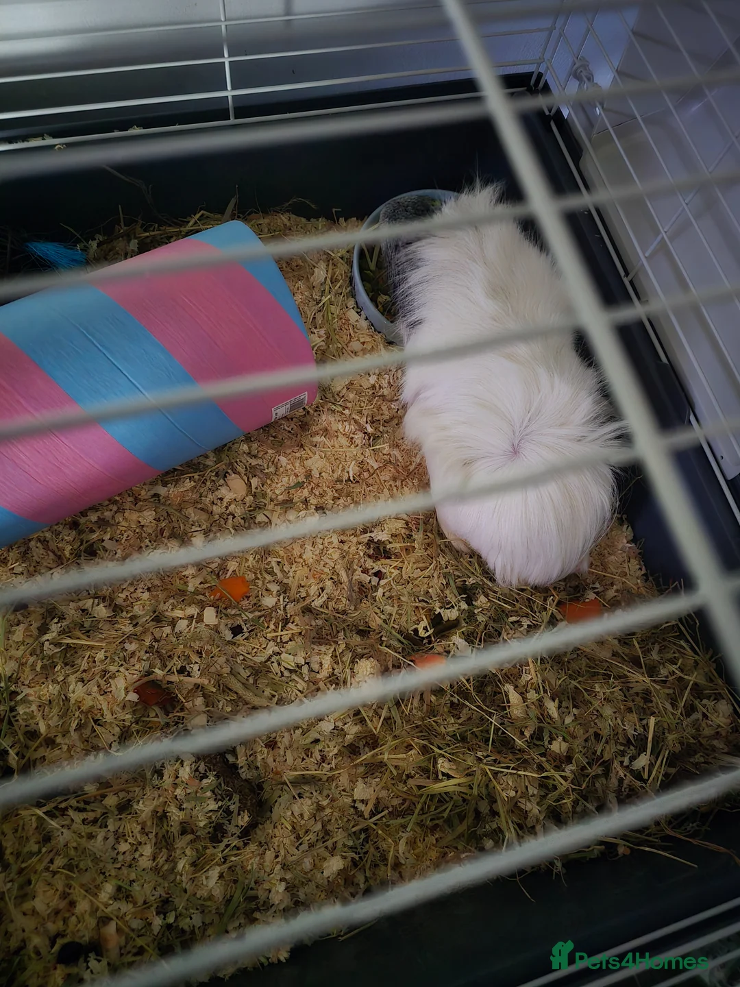 English rabbits for sale: Guinea-pig  in Uxbridge - Advert 1