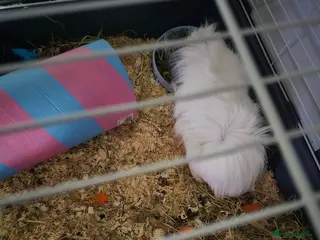 English rabbits Guinea-pig - Advert 1