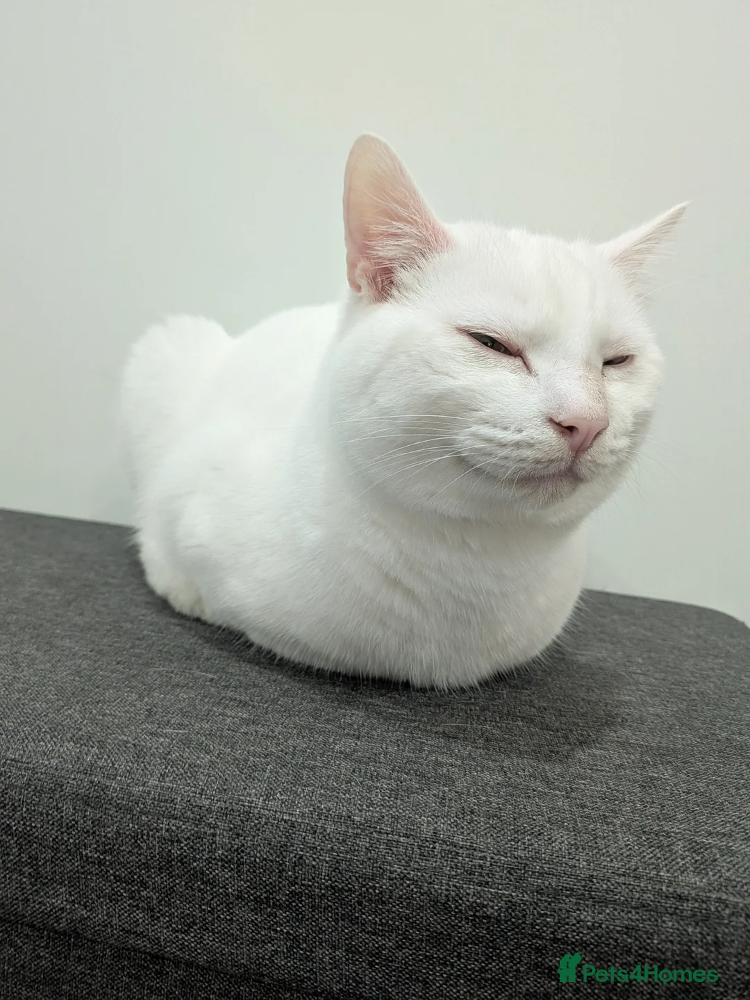 Mixed Breed cats for sale: White Male Moggie Cat Looking for a Forever Home - Advert 7