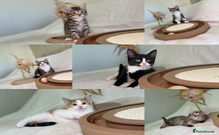 Mixed Breed cats Kittens 8 weeks old ready now  - Advert 3