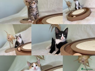Mixed Breed cats Kittens 8 weeks old ready now - Advert 14