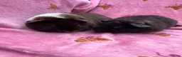 Guinea Pig rodents for sale: Baby Teddy girl  - Advert 4