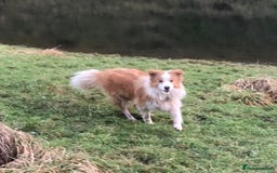 Border Collie dogs for sale: Border collie girl 2 yrs KC - Image 3