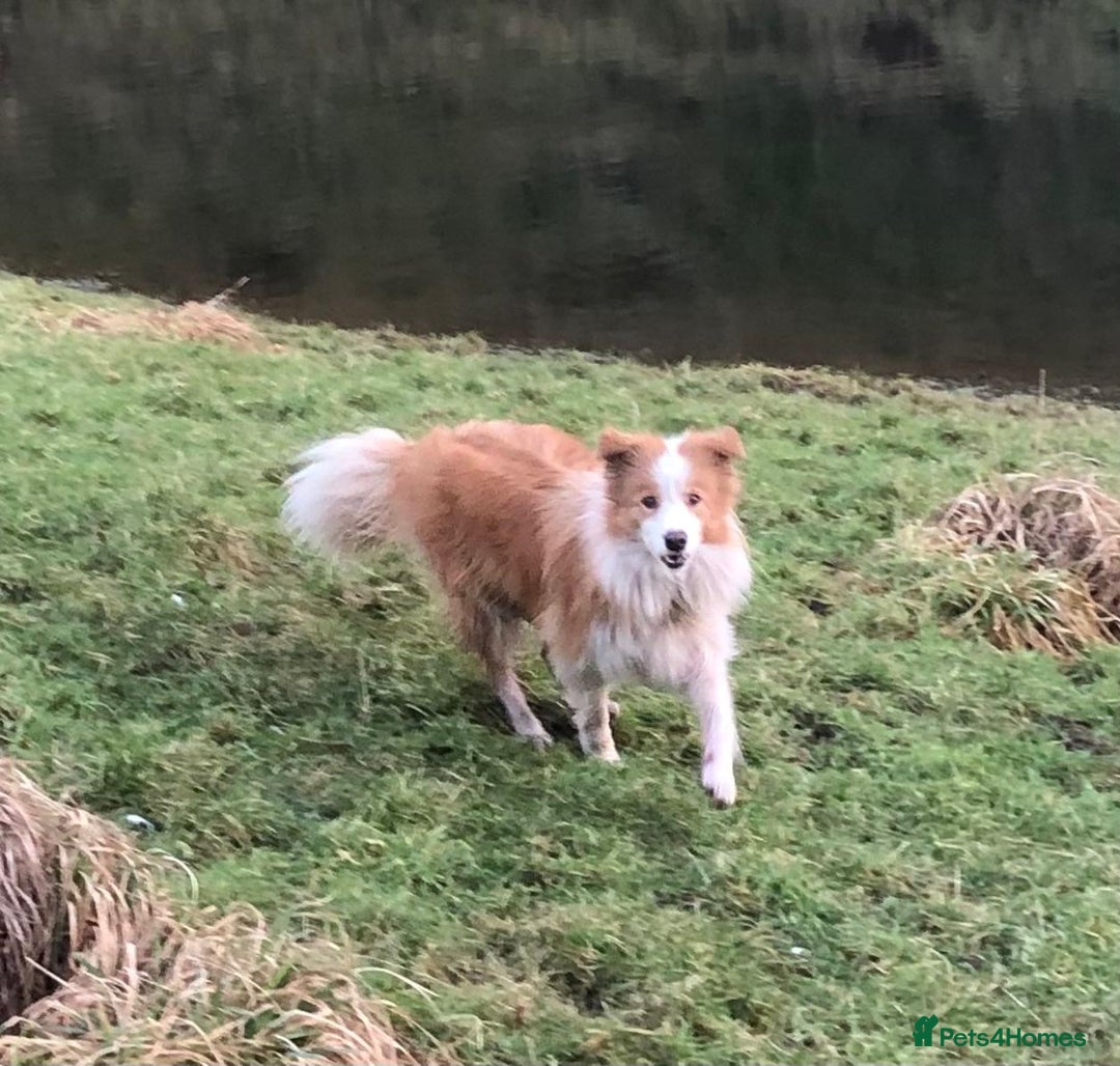 Border Collie dogs for sale: Border collie girl 2 yrs KC - Image 3