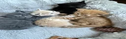 Mixed Breed cats for sale: Mix breed kittens  - Advert 4
