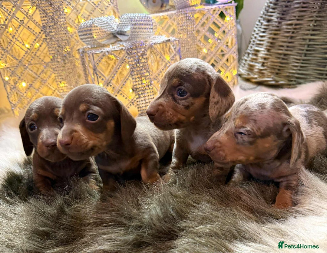 Miniature Dachshund dogs for sale: Miniature Daschunds Pra Clear  - Advert 5