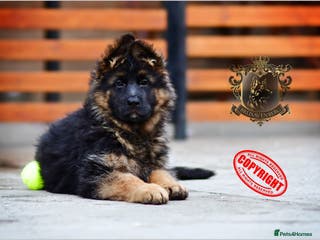 German Shepherd dogs PREGNANCY CONFIRMED * LITTER DUE 19/20 Jan - Advert 7