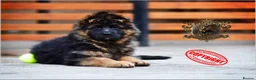 German Shepherd dogs for sale: LONGHAIRED SHOW TYPE GSD PUPPIES - Advert 27