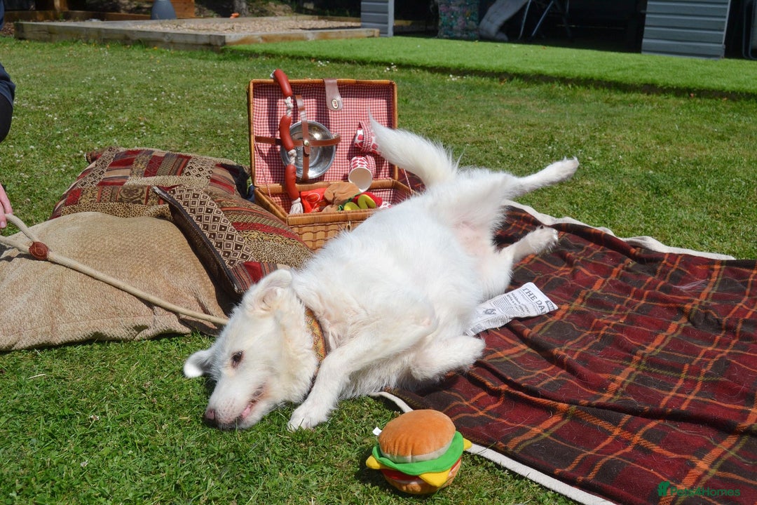 Mixed Breed dogs for adoption: Poppy Popz in Barrow-upon-Humber - Image 22