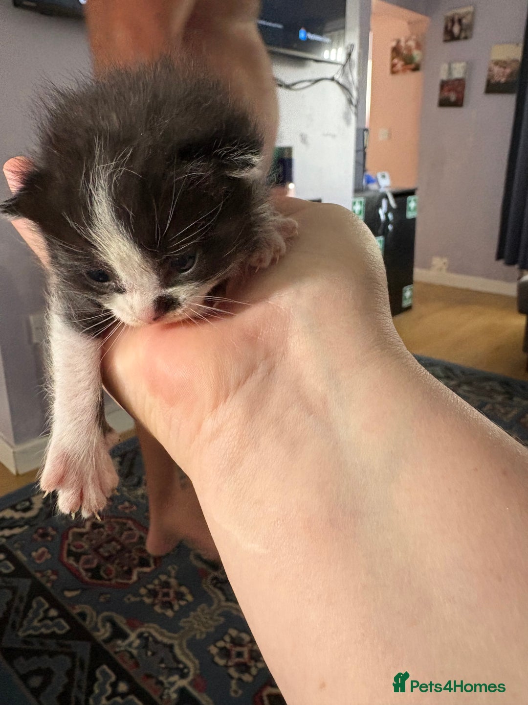Ragdoll cats for sale: Ragdoll cross breed  - Image 3