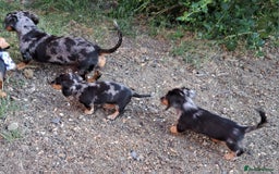 Miniature Dachshund dogs for sale: Just a boy longer coated, healthy Mini Dachshund - Image 30