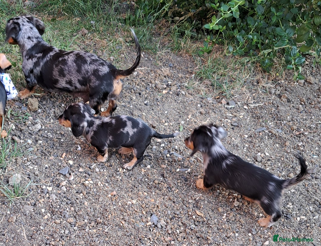 Miniature Dachshund dogs for sale: Just a boy longer coated, healthy Mini Dachshund - Image 30