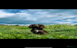 Cocker Spaniel dogs for sale: 2 gorgeous cocker spaniel puppies ready 14/9/25 - Image 6