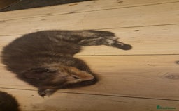 Maine Coon cats for sale: Beautiful Mainecoon X  9 kittens  - Image 27