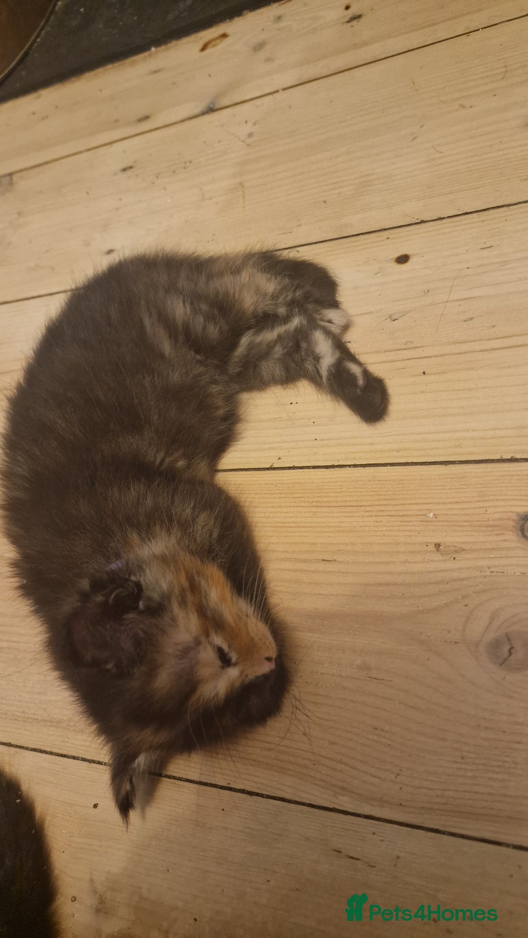 Maine Coon cats for sale: Beautiful Mainecoon X  9 kittens  - Image 27