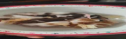 Mouse rodents for sale: beautiful friendly mice - Advert 6