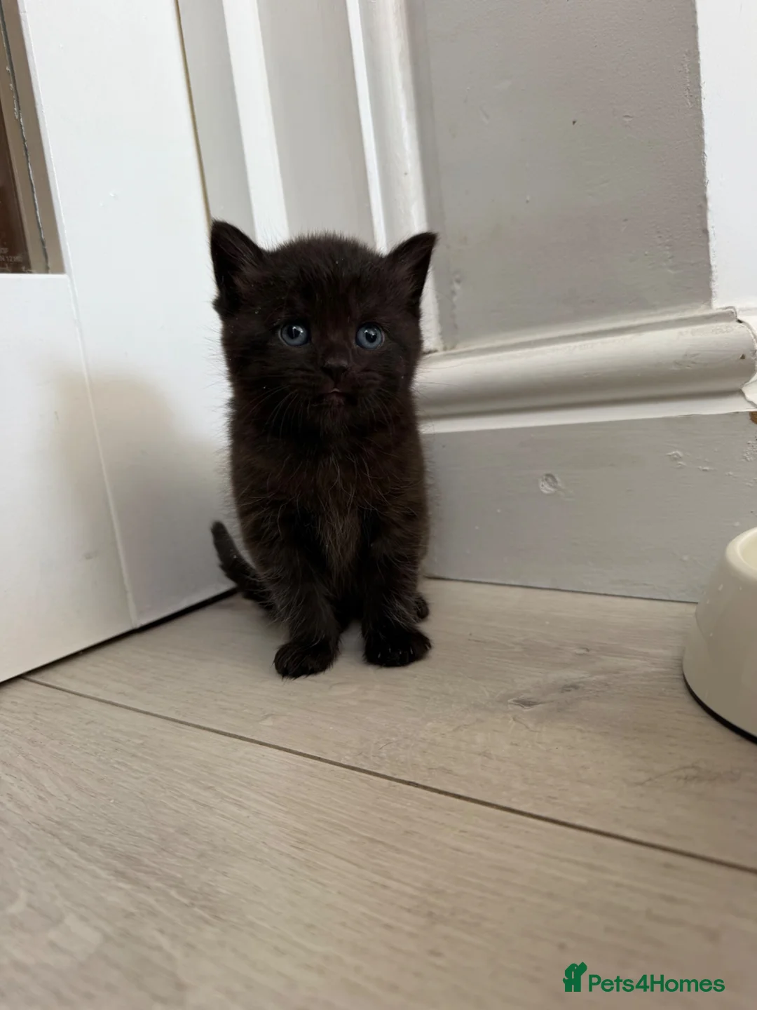 Mixed Breed cats for sale: Lovely baby kitten - Advert 1