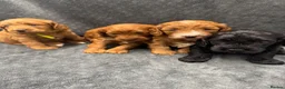 Cockapoo dogs for sale: Wonderful F1 Cockapoos in Mitcham - Advert 2