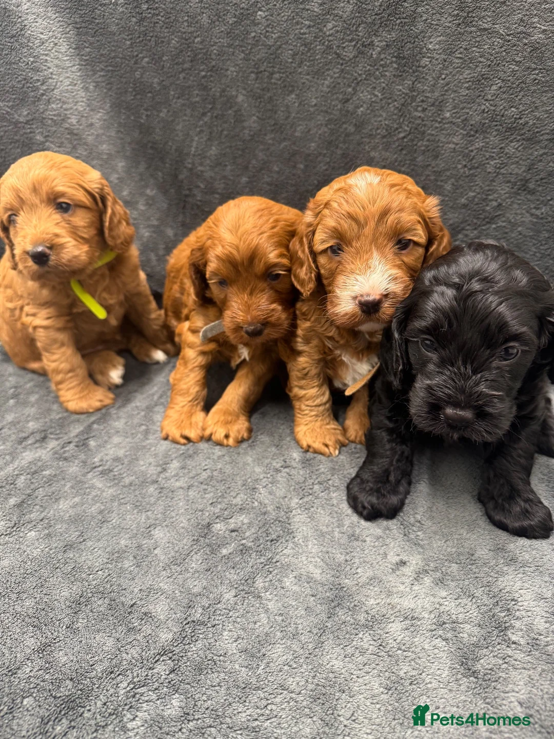 Cockapoo dogs for sale: Wonderful F1 Cockapoos in Mitcham - Advert 2