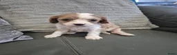 Cavapoo dogs for sale: F1 Cavapoo's  - Advert 22