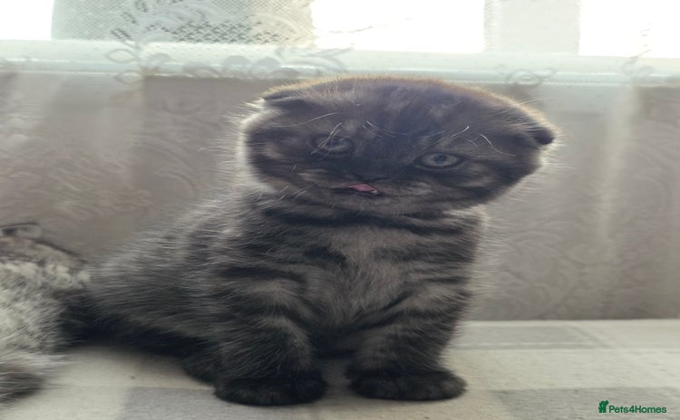 Scottish Fold cats - Advert 3
