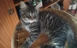 Mixed Breed cats for sale: Dzindzer - Image 3