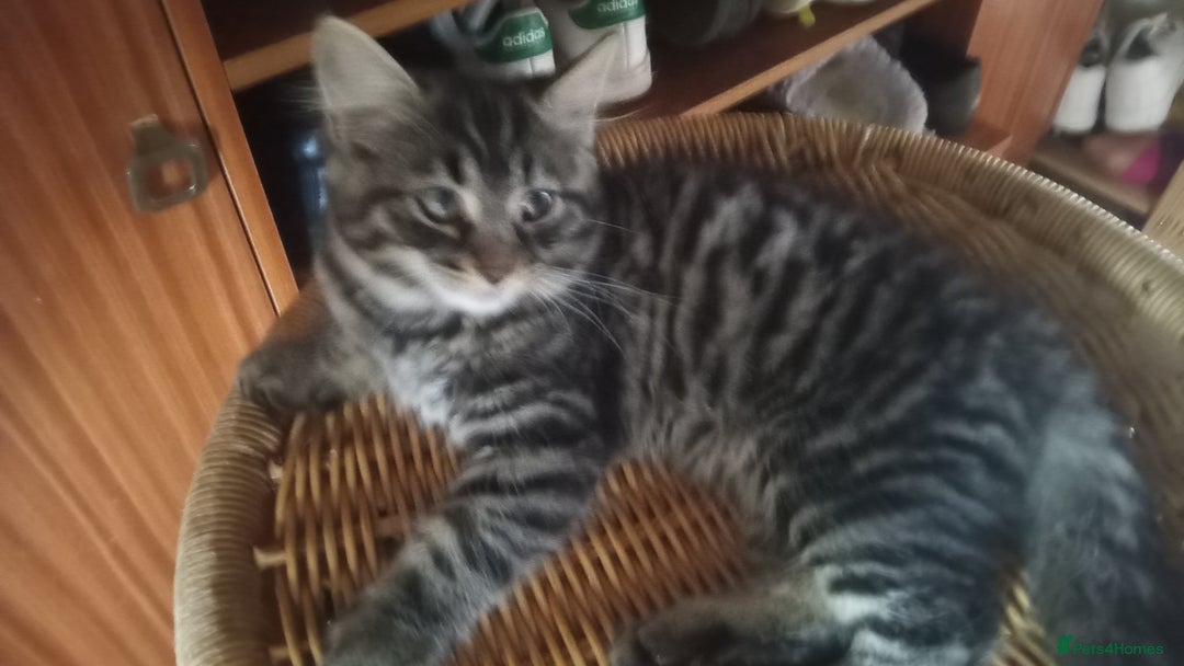 Mixed Breed cats for sale: Dzindzer - Image 3