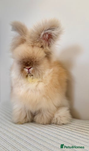 Gallery Image {{count}}