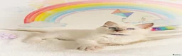 Ragdoll cats for sale: GCCF Registered Ragdoll Kittens - Advert 30