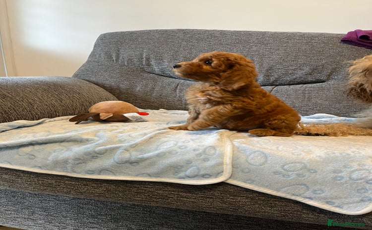 Cockapoo dogs - Advert 7