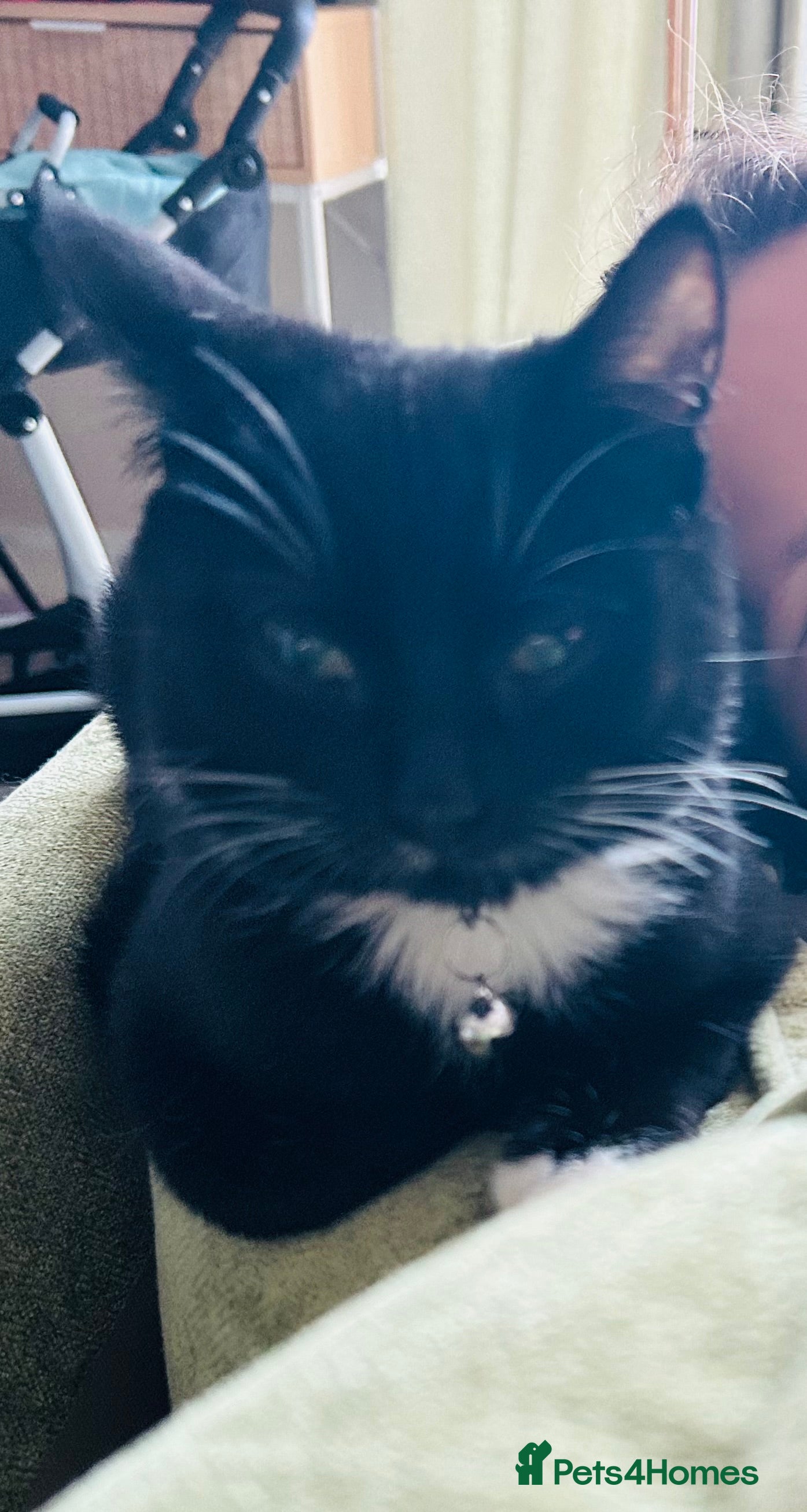 Mixed Breed cats 7 month old cat for rehoming - Advert 1