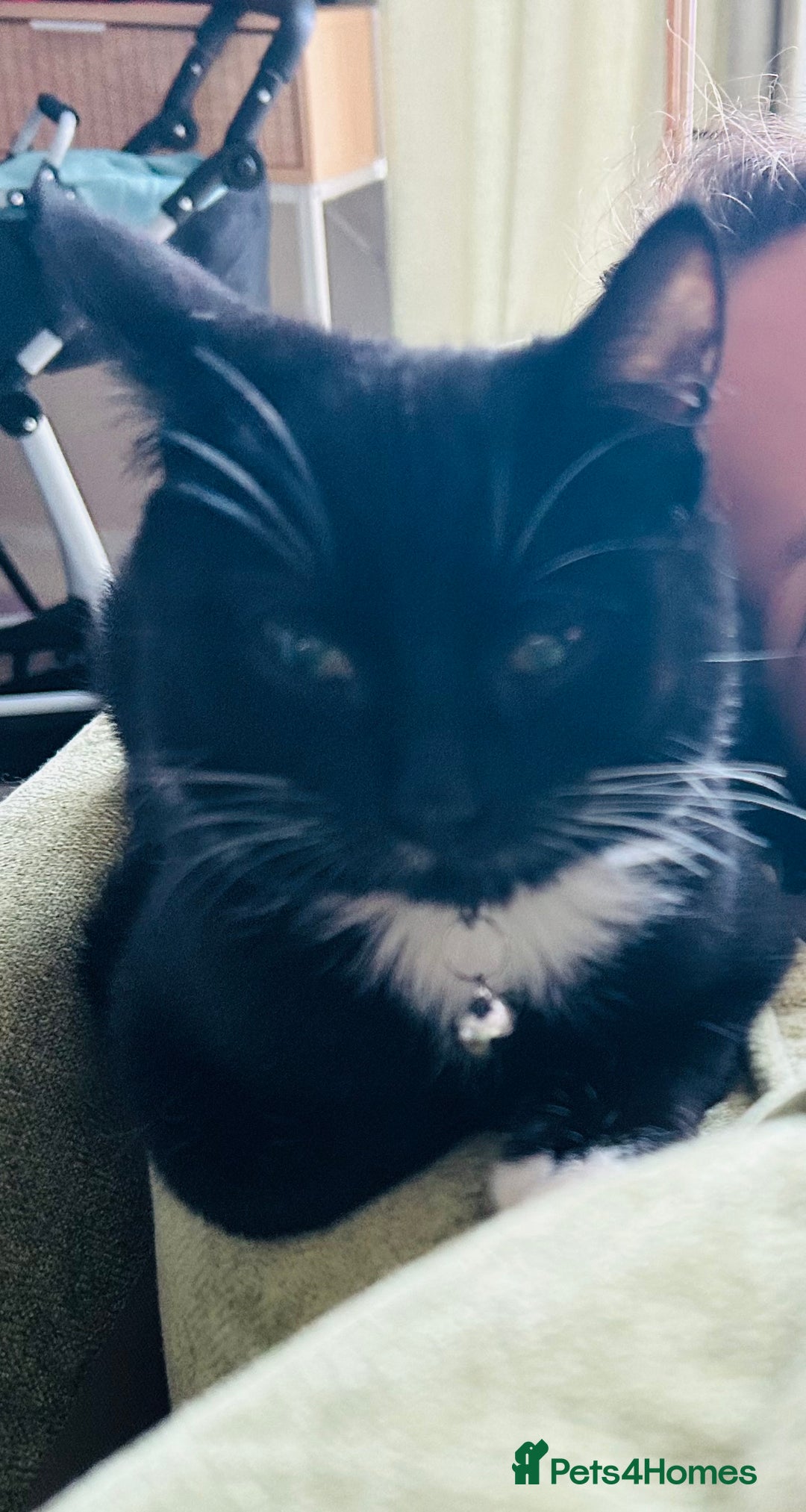 Mixed Breed cats for sale: 7 month old cat for rehoming - Advert 1