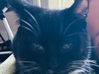 Mixed Breed cats 7 month old cat for rehoming - Advert 1