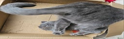 British Shorthair cats for sale: Beautiful British Blue needs a loving home - Advert 12