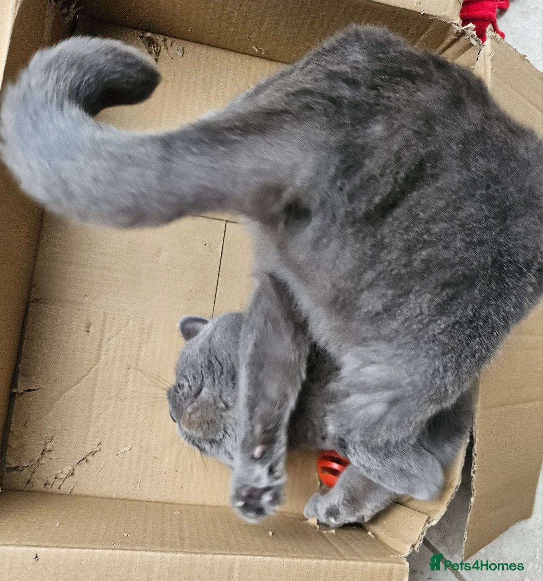 British Shorthair cats for sale: Beautiful British Blue needs a loving home - Advert 12